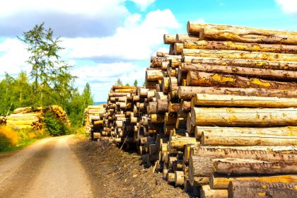 Bogota y Cundinamarca consumen el 40  de la madera del pais gran parte de origen ilegal